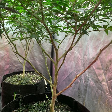 Sweet Zenzation growlog photo: También algunas puntas amarillas
Planta sana con un buen color
Foto: 1:08am de 19/09 