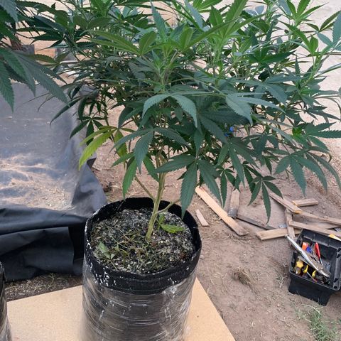 Sweet Zenzation growlog photo: Se notó un poco deshidratada, riego 2L 
Poda 