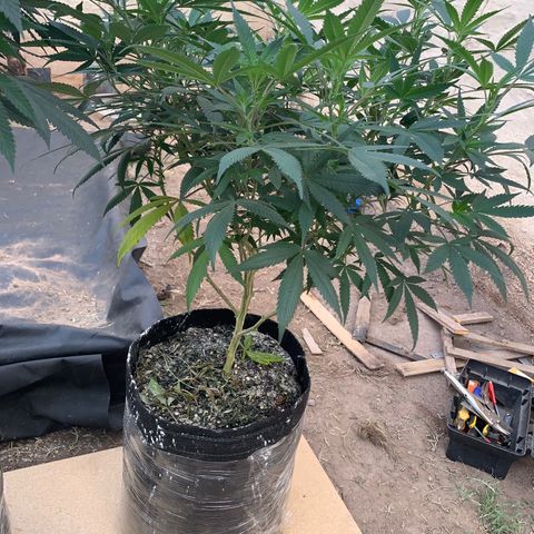 Sweet Zenzation growlog photo: Se notó un poco deshidratada, riego 2L 
Poda 