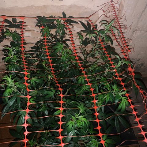 Sweet Zenzation growlog photo: Se notó un poco deshidratada, riego 2L 
Poda 