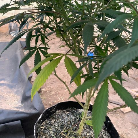 Sweet Zenzation growlog photo: Se notó un poco deshidratada, riego 2L 
Poda 