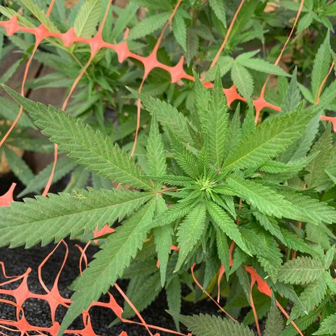 Sweet Zenzation growlog timeline photo