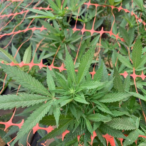 Sweet Zenzation growlog timeline photo