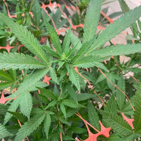 Sweet Zenzation growlog timeline photo