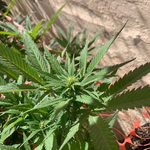 Sweet Zenzation growlog photo: Es la planta que le a gustado el exterior está muy bonita 