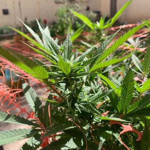 Sweet Zenzation growlog photo: Es la planta que le a gustado el exterior está muy bonita 