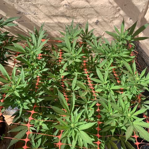 Sweet Zenzation growlog photo: Es la planta que le a gustado el exterior está muy bonita 