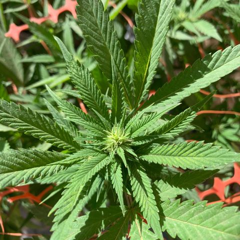 Sweet Zenzation growlog photo: Es la planta que le a gustado el exterior está muy bonita 