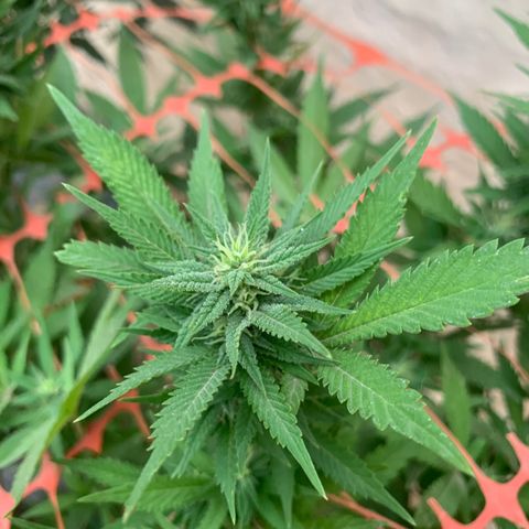 Sweet Zenzation growlog timeline photo