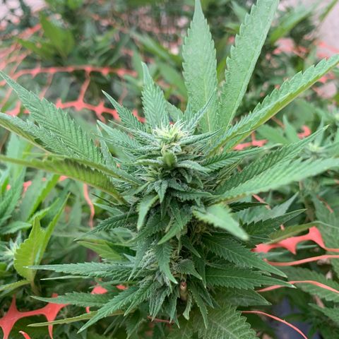 Sweet Zenzation growlog timeline photo