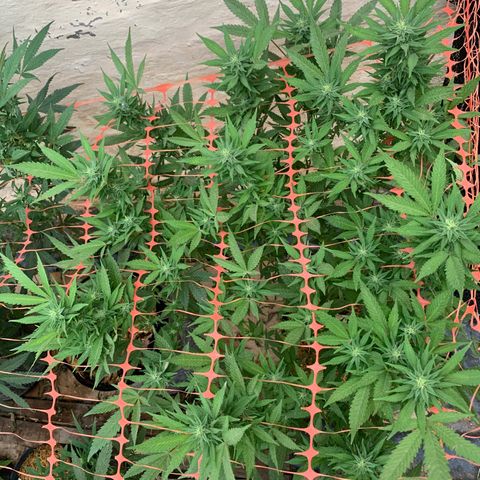 Sweet Zenzation growlog timeline photo