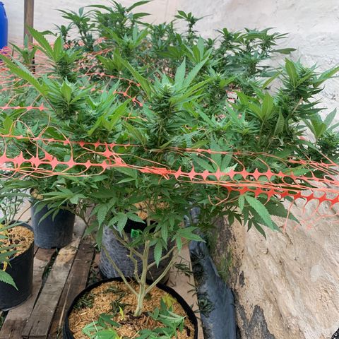 Sweet Zenzation growlog timeline photo