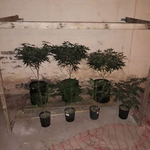 Sweet Zenzation growlog timeline photo