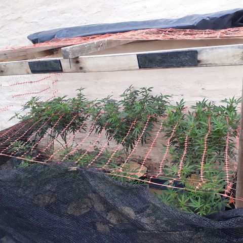 Sweet Zenzation growlog timeline photo