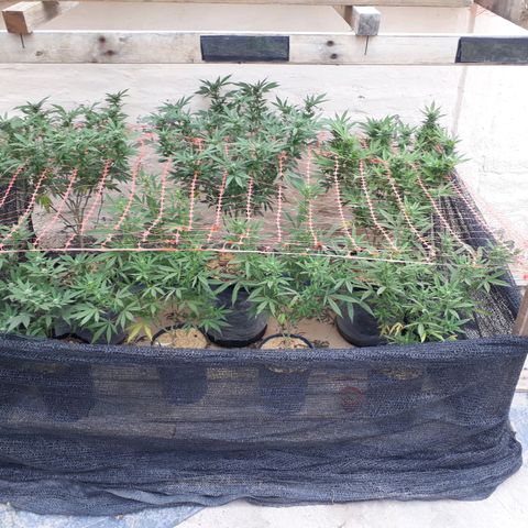 Sweet Zenzation growlog timeline photo