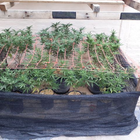 Sweet Zenzation growlog timeline photo