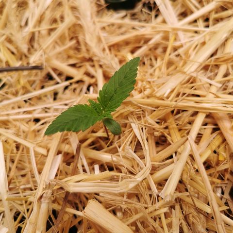 Bloody Marry growlog timeline photo