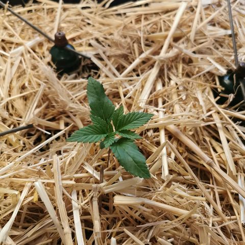 Bloody Marry growlog timeline photo