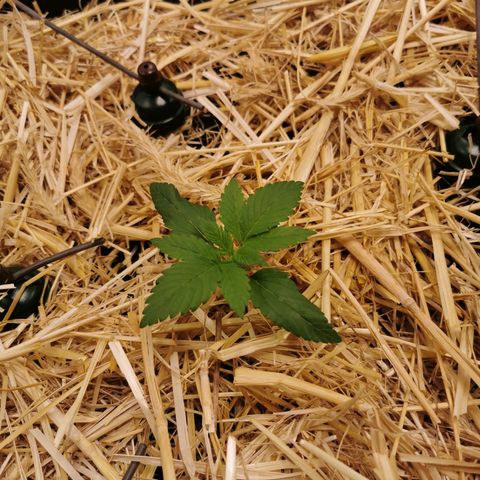 Bloody Marry growlog timeline photo
