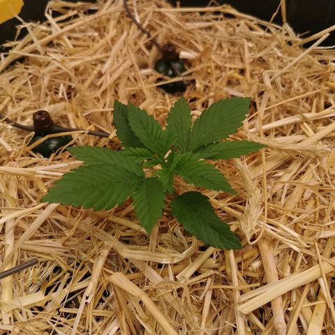 Bloody Marry growlog timeline photo
