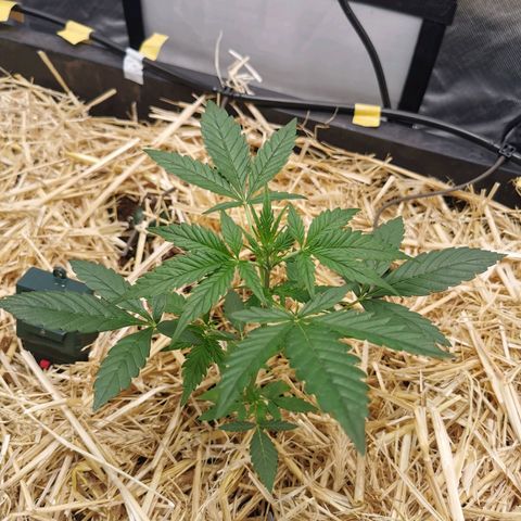Apple#1 growlog timeline photo