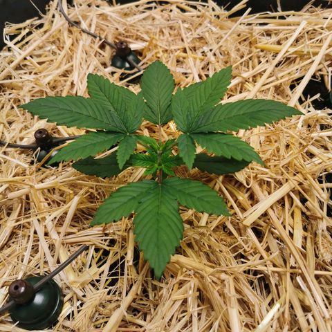 Bloody Marry growlog timeline photo