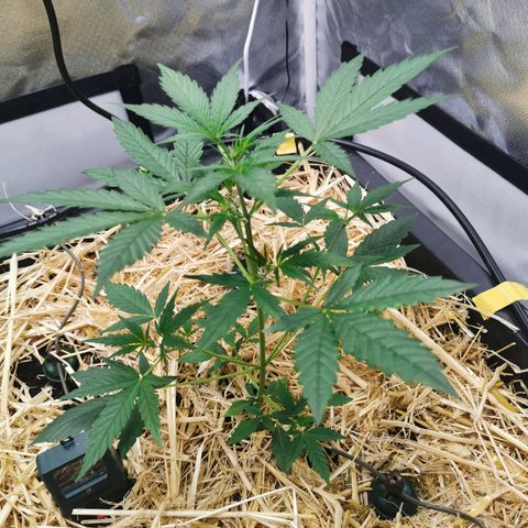 Apple#1 growlog timeline photo