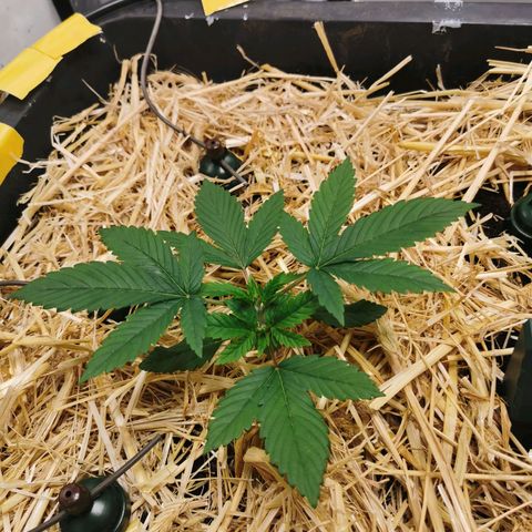 Bloody Marry growlog timeline photo