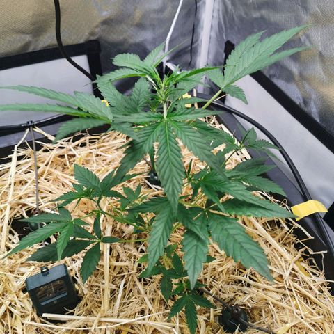 Apple#1 growlog timeline photo
