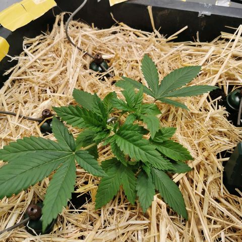 Bloody Marry growlog timeline photo