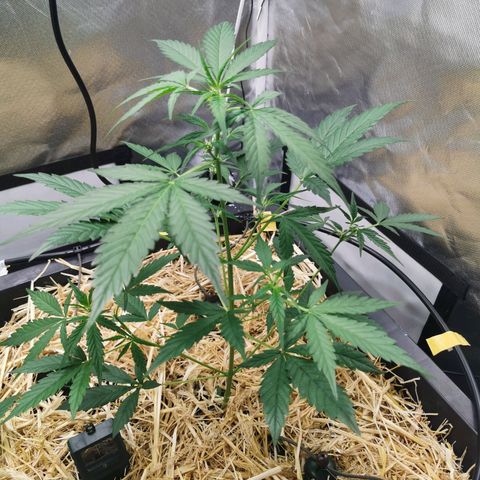 Apple#1 growlog timeline photo