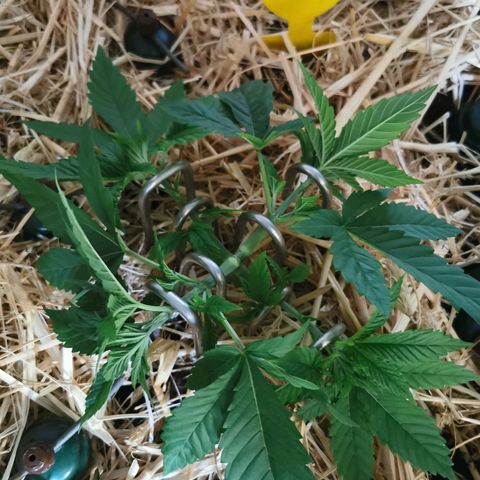 Bloody Marry growlog timeline photo