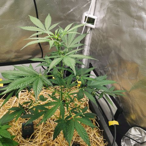 Apple#1 growlog timeline photo