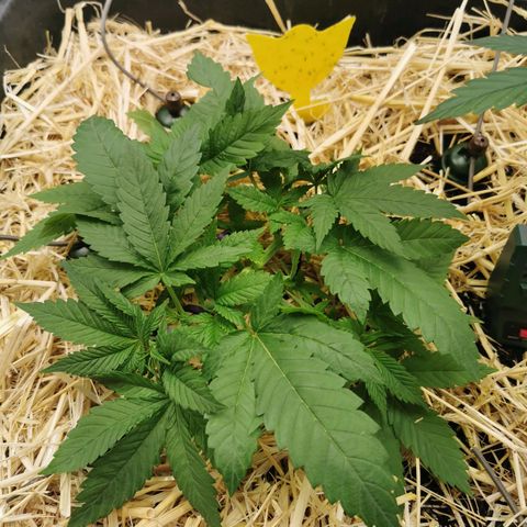 Bloody Marry growlog timeline photo