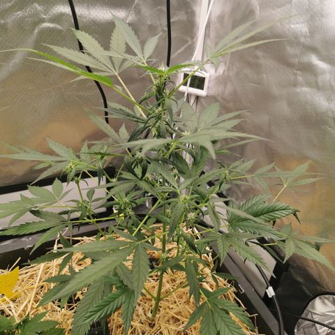 Apple#1 growlog timeline photo