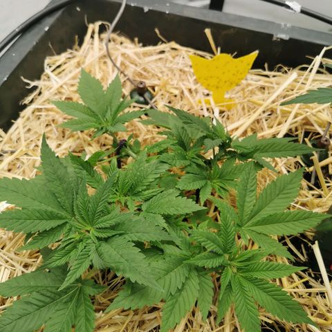 Bloody Marry growlog timeline photo