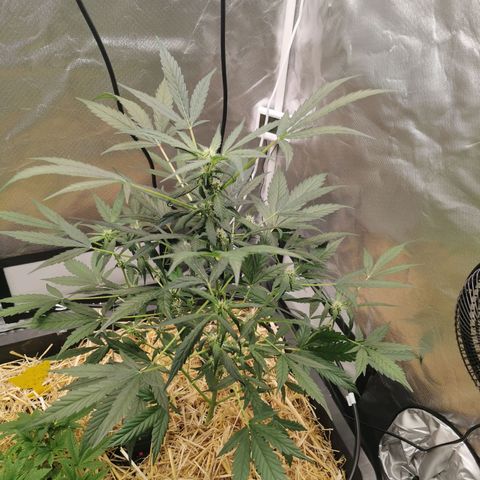Apple#1 growlog timeline photo