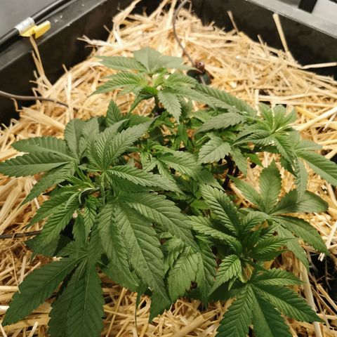 Bloody Marry growlog timeline photo