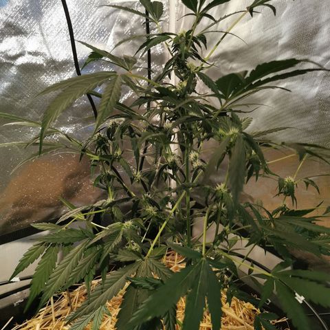 Apple#1 growlog timeline photo