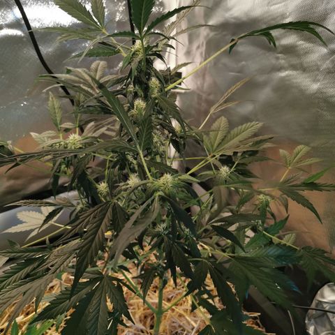 Apple#1 growlog timeline photo
