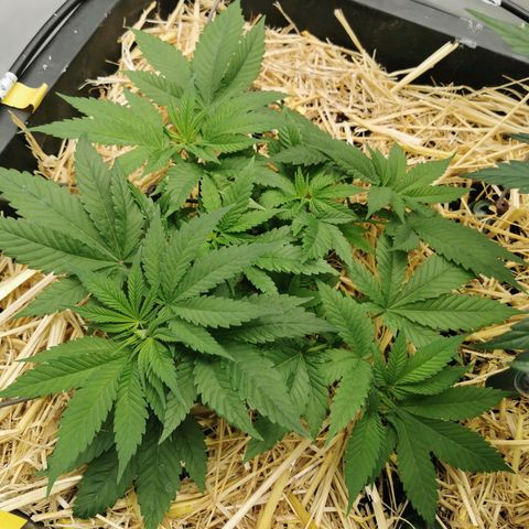 Bloody Marry growlog timeline photo