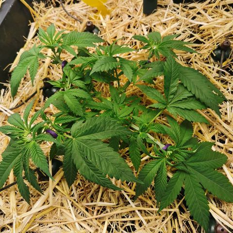 Bloody Marry growlog timeline photo