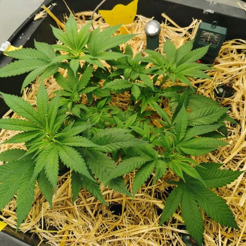 Bloody Marry growlog timeline photo