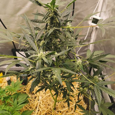 Apple#1 growlog timeline photo