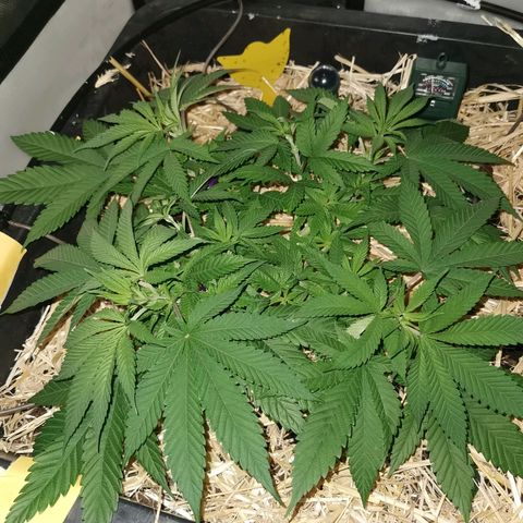 Bloody Marry growlog timeline photo