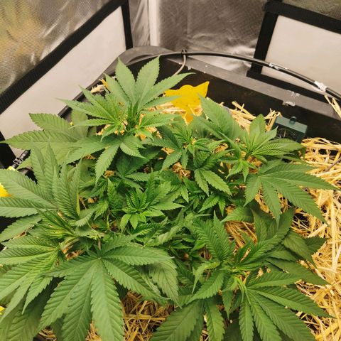 Bloody Marry growlog timeline photo