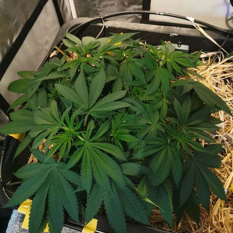 Bloody Marry growlog timeline photo