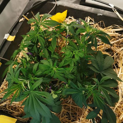 Bloody Marry growlog timeline photo