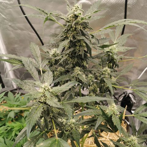 Apple#1 growlog timeline photo