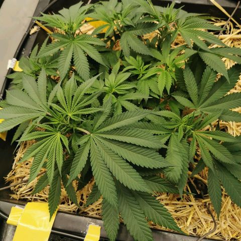 Bloody Marry growlog timeline photo